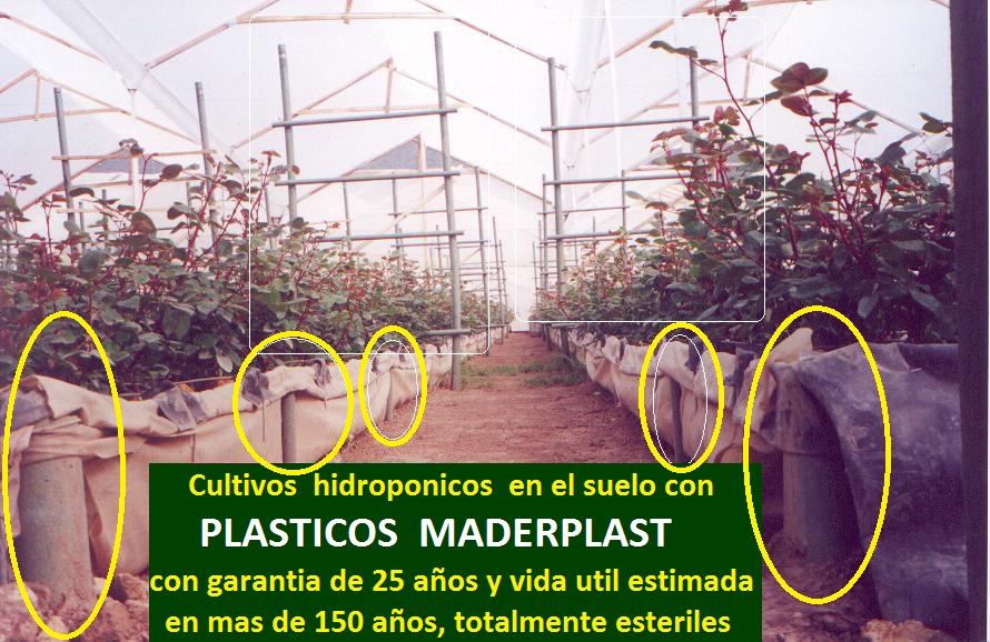 hidroponía manual cultivos hidropónicos flores hidropónicas cultivo tecnificado flor de corte bajo invernadero cultivos hidropónico tecnificado plásticos maderplast bandejas camas recipiente 01 hidroponía manual cultivos hidropónicos flores hidropónicas cultivo tecnificado flor de corte bajo invernadero cultivos hidropónico tecnificado plásticos maderplast bandejas camas recipiente 01